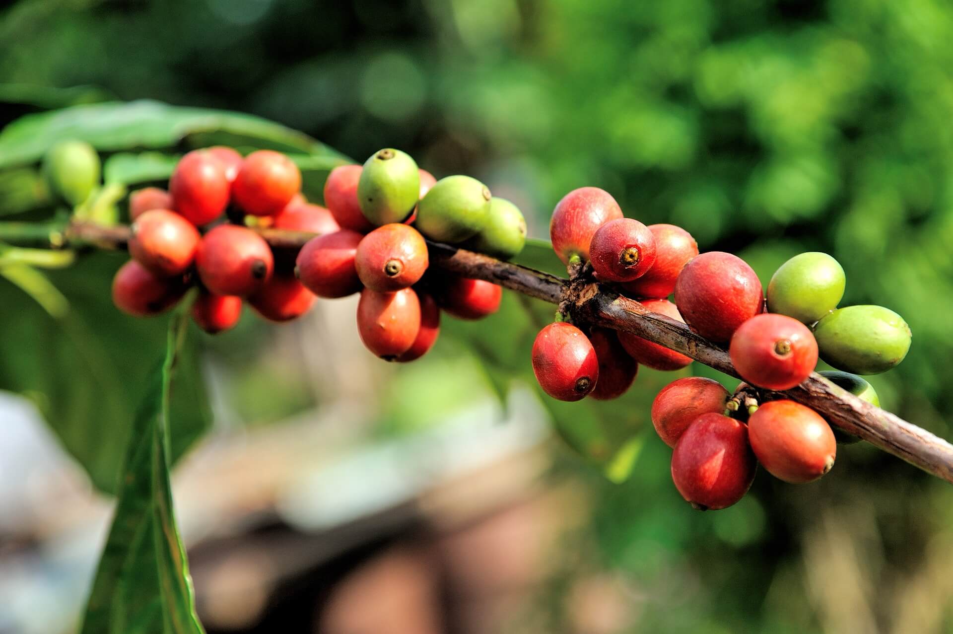 커피품종 심화학습 : 아라비카 커피 열매