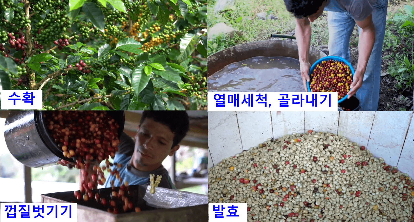 커피가공방법 중 습식법, 수확부터 발효까지