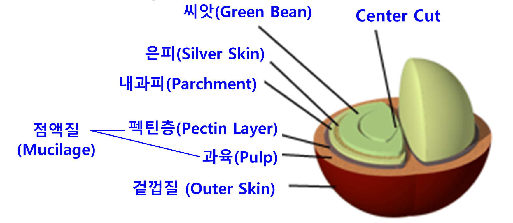 커피 열매의 구조