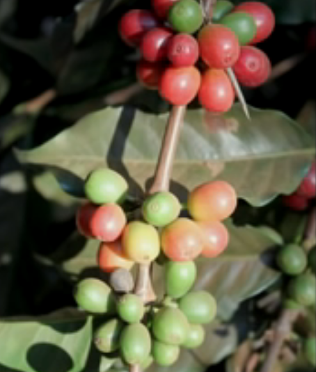 커피품종 심화학습 6번째 하이브리드 품종의 열매 모양