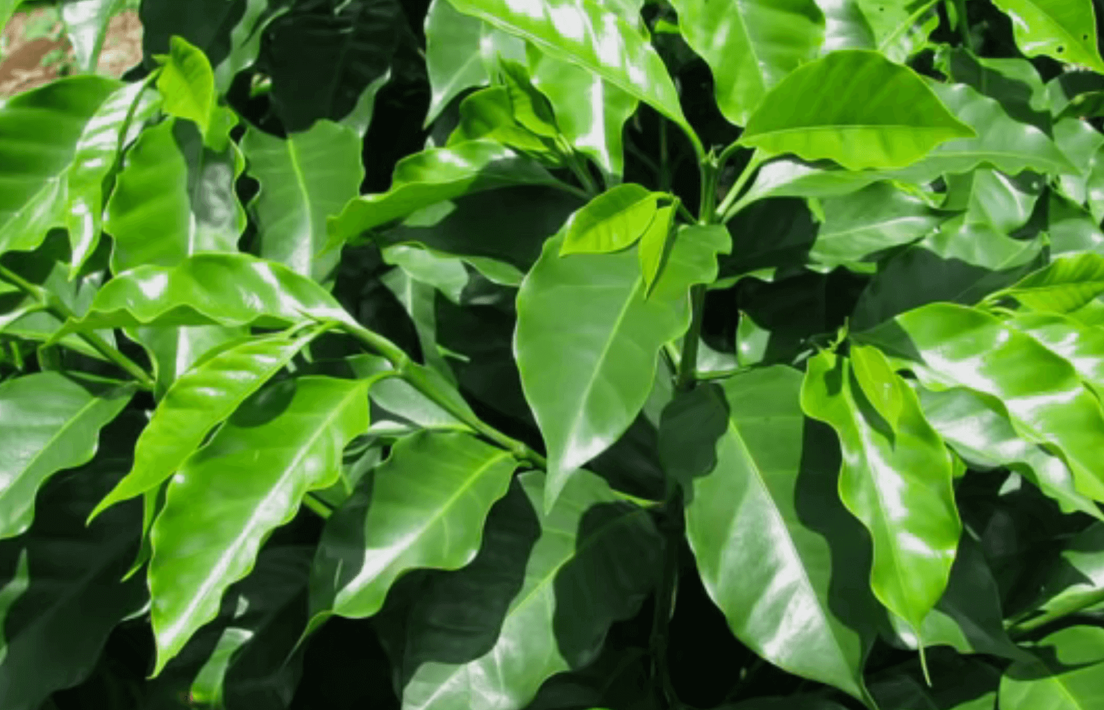 커피품종 심화학습 4번째 버본 품종의 잎 모양