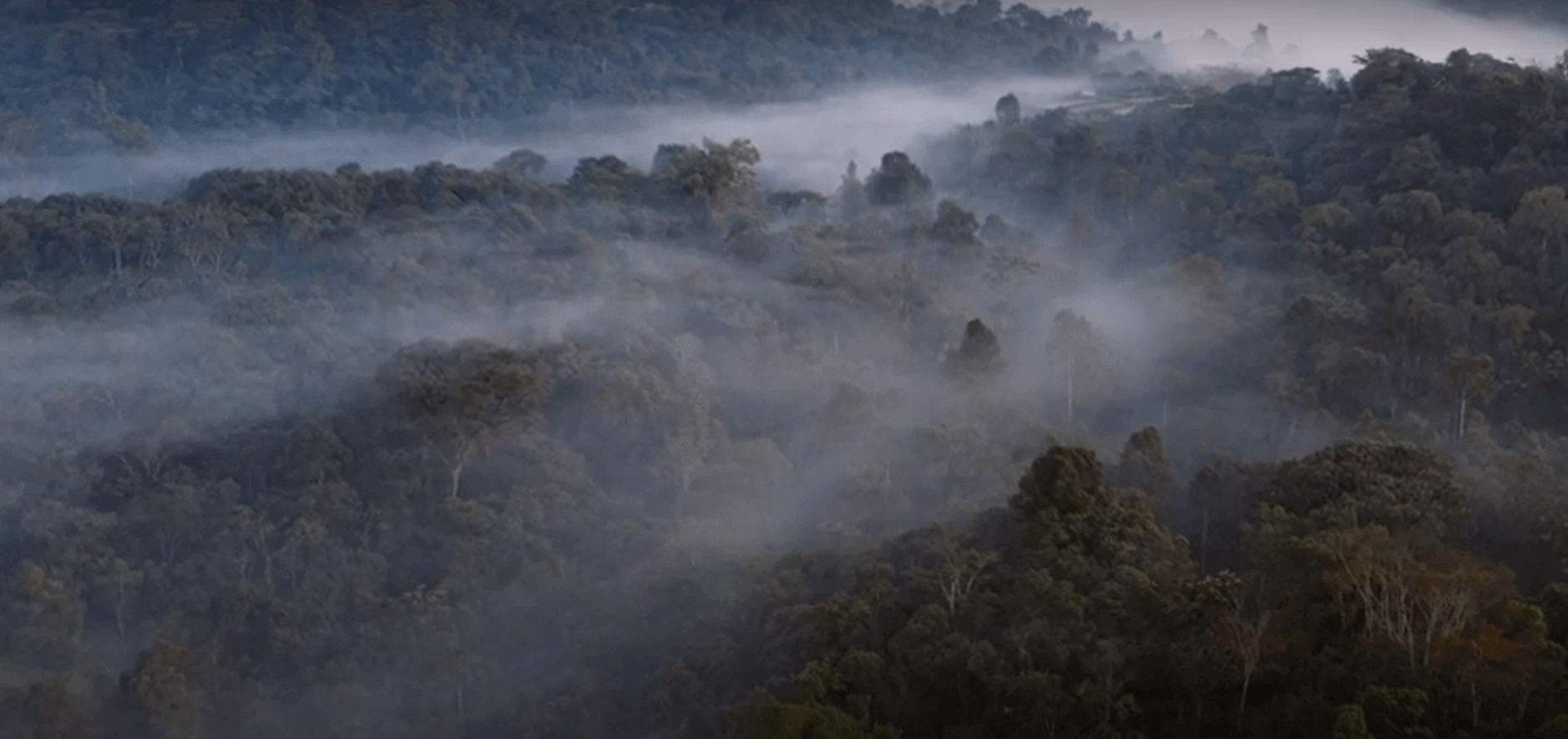 에티오피아 커피 산업의 잠재력을 보여주는 삼림지대