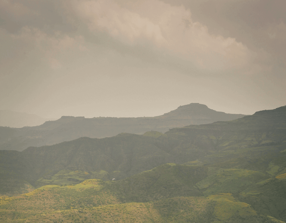 에티오피아 토착종이 자라는 자연환경