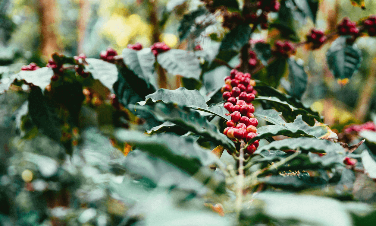 커피품종 심화학습 : 품종에 따라 다른 잎과 열매