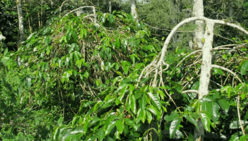 커피품종 심화학습 5번째 티모르 하이브리드 품종의 잎 모양