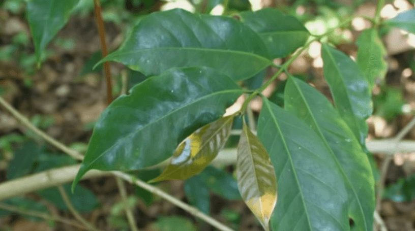 커피품종 심화학습 3번째 티피카 품종의 잎 모양