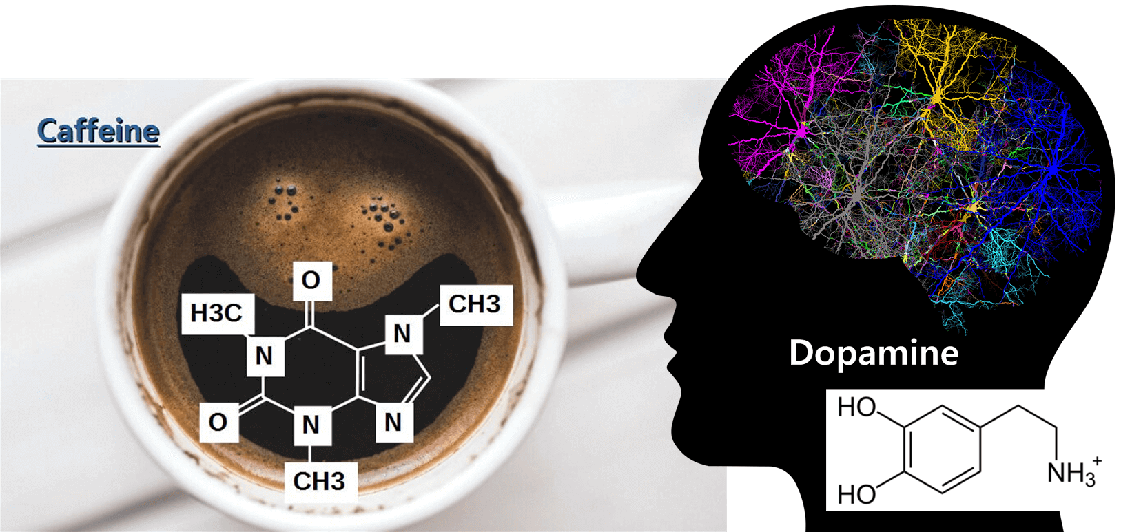 카페인이 도파민의 합성을 도움
