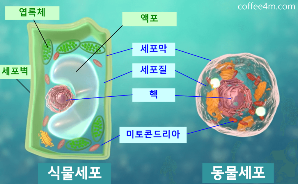 세포 구조 3D 뷰 : 바이러스, 면역, 그리고 대사를 이해하기 위한 ... - coffee4m