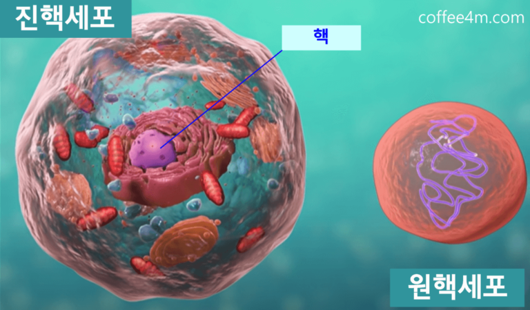세포 구조 3D 뷰 : 바이러스, 면역, 그리고 대사를 이해하기 위한 ... - coffee4m