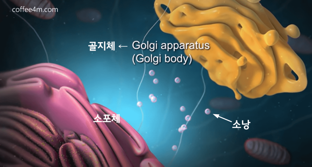 세포 구조 3D view : 골지체