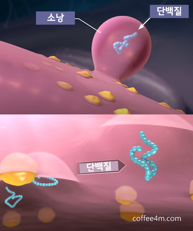 세포 구조 3D view : 소낭