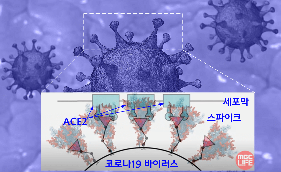 스파이크 단백질이 ACE2에 붙은 모습