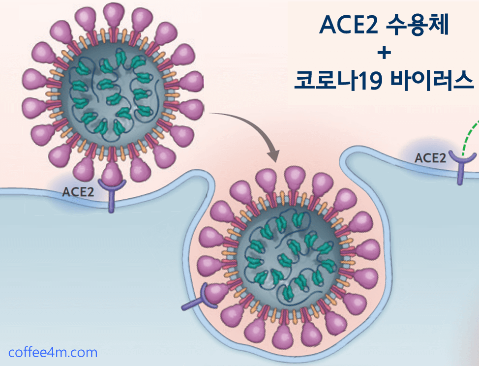 ACE2 수용체에 코로나19 바이러스의 결합