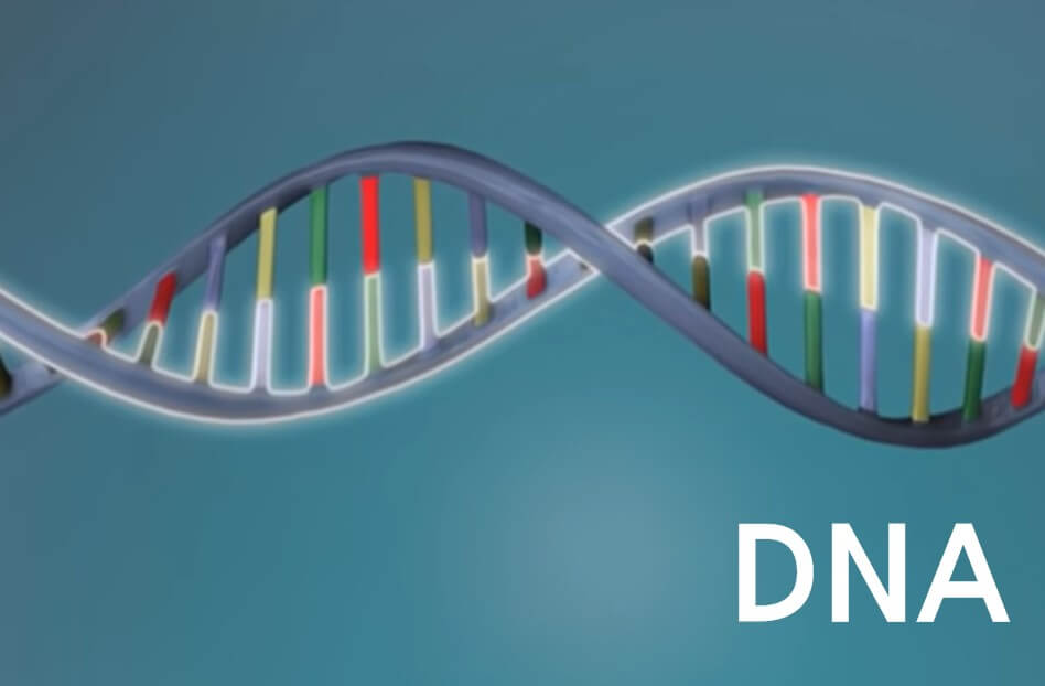 DNA 구조