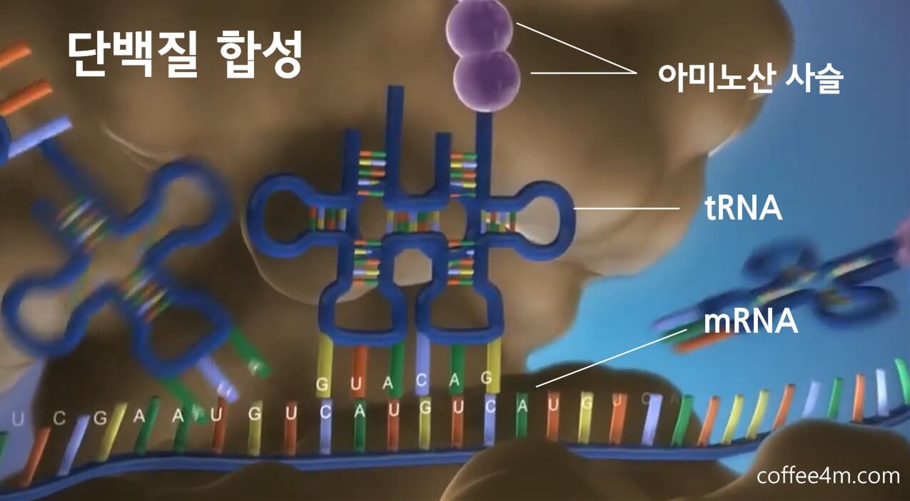 단백질 합성 과정 중 번역