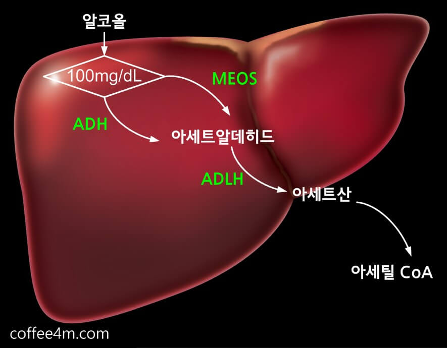 알코올 분해 과정