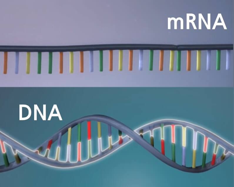 mRNA 백신의 근본인 mRNA