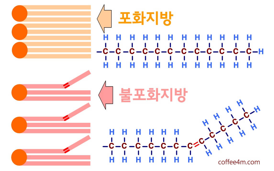 불포화지방의 분자구조